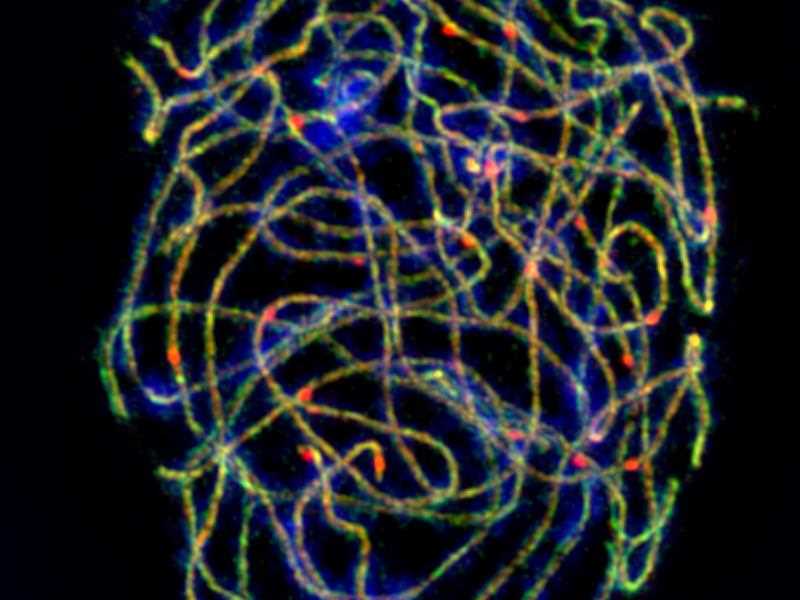 Grc 2022 Schedule 2022 Meiosis Conference Grc