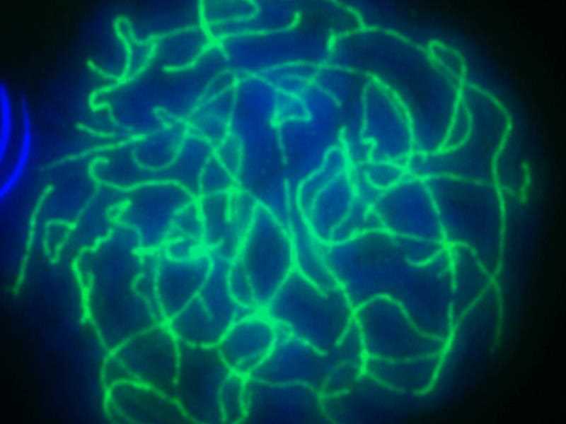 Grc 2022 Schedule 2022 Meiosis Conference Grc