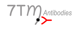 7TM Antibodies