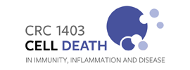 University of Cologne - CRC 1403: "Cell Death in Immunity, Inflammation and Disease" (SFB 1403)